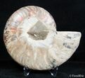 Inch Polished Madagascar Ammonite (Half) #2639-1